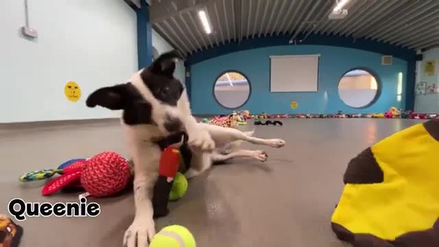 Rescue dogs go wild as they choose Christmas toys