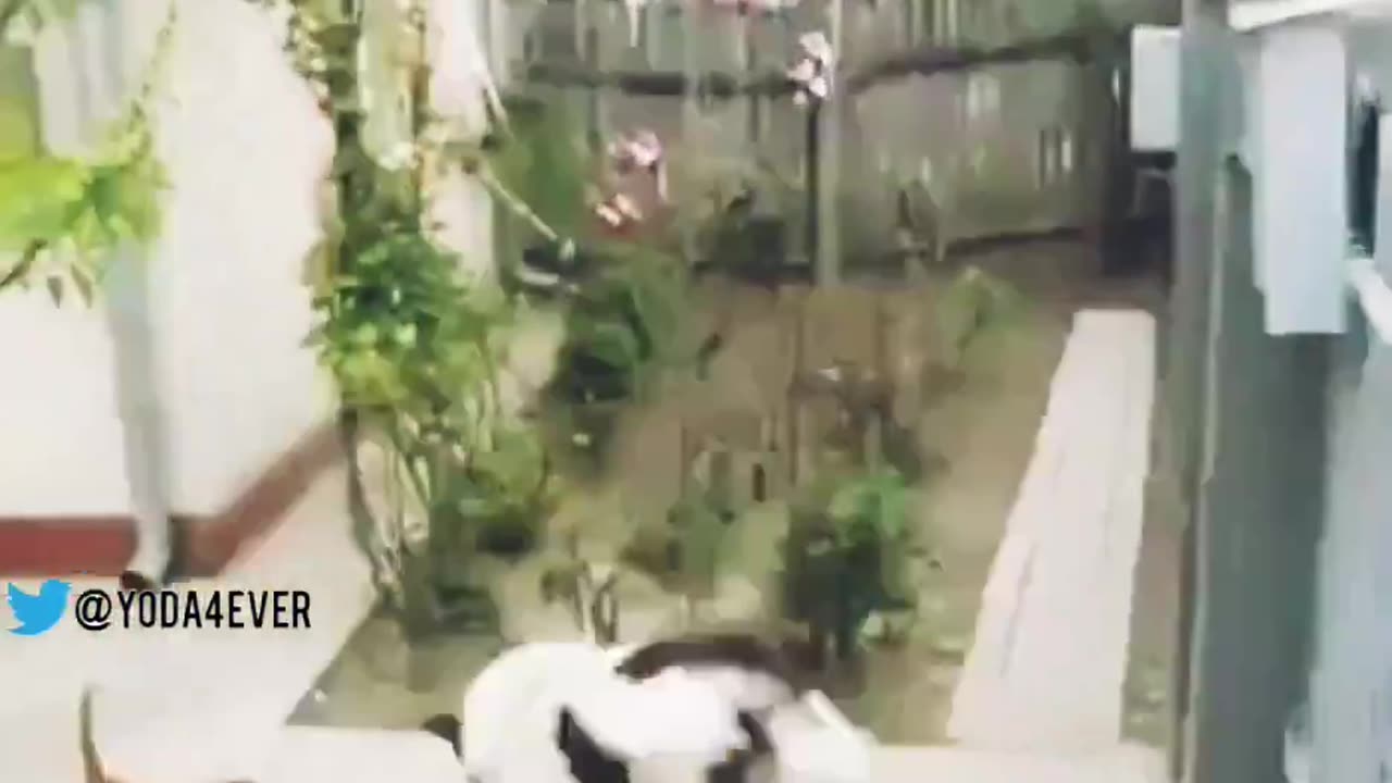 Ninja Dog Climbs the Wall to Enter the House | Amazing Video