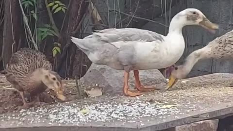 Ducks playing Around