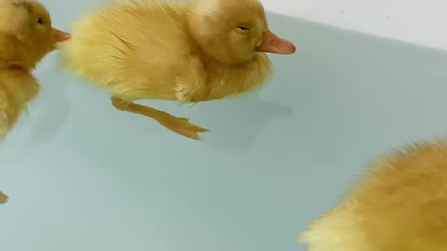 Stressed? Just watch this