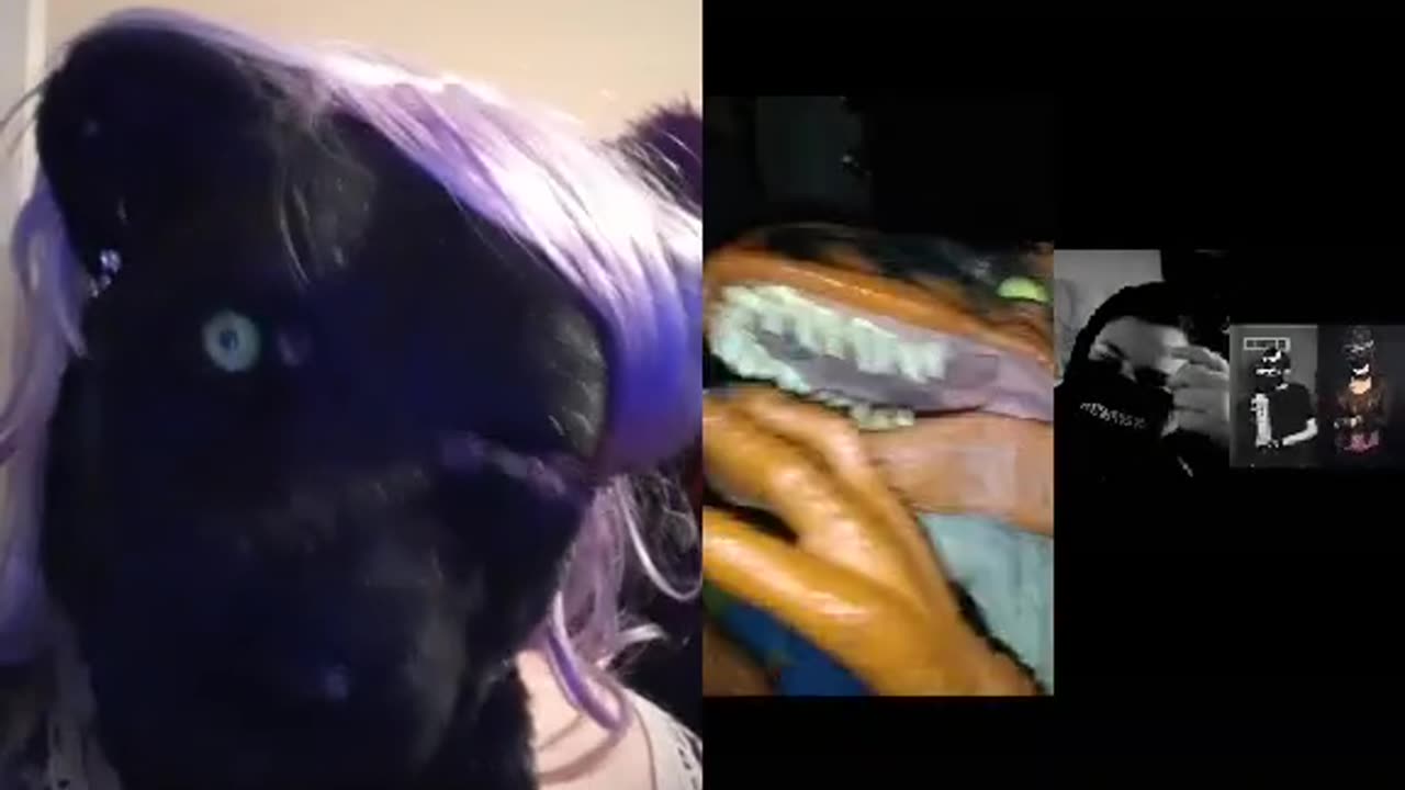 Chihuahua Doesn't get TIKTOK do you?