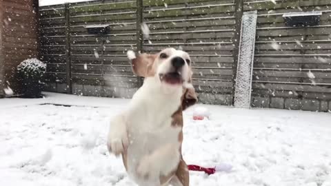 Beagles in Slow Motion Funny Dogs Louie & Marie