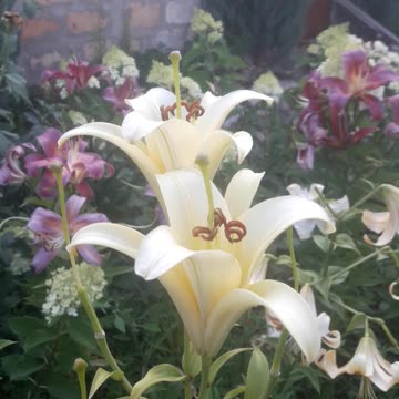 White lilies