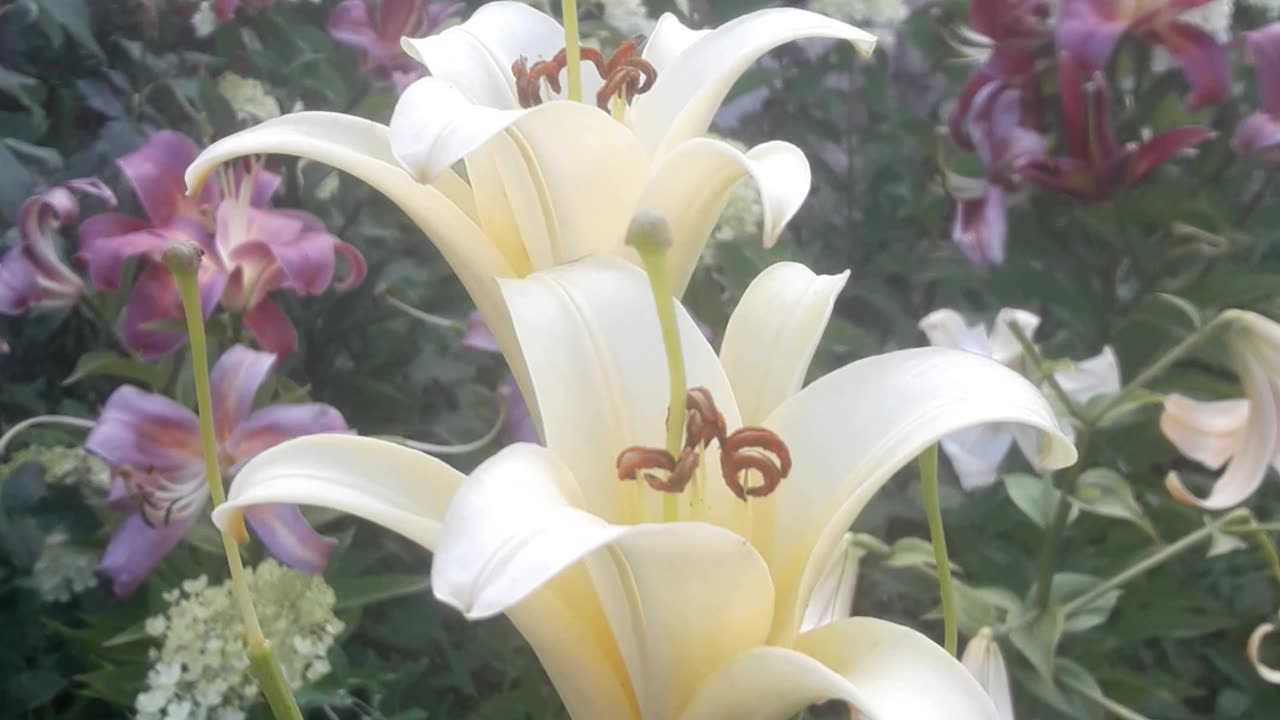 White lilies