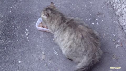 Grey cat meows and Calico cat without a tail