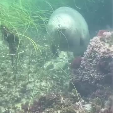 This is how a seal sleeps