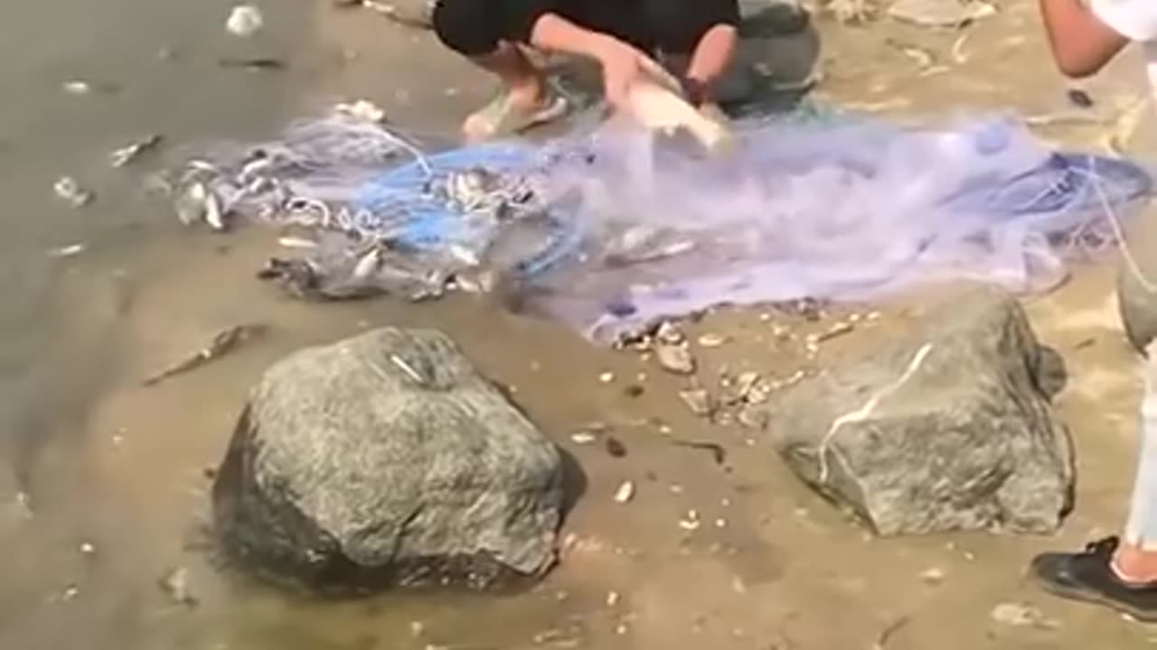 Amazing Asian Cast Net Fishing