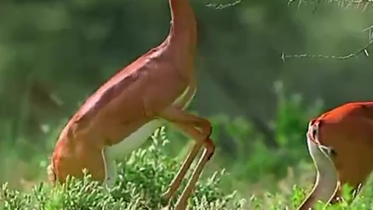 Deer