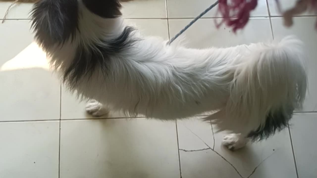 Hungry jumping dog