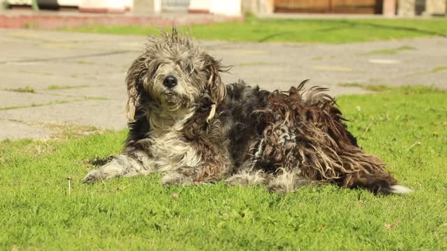 Beautiful puppies play with owner