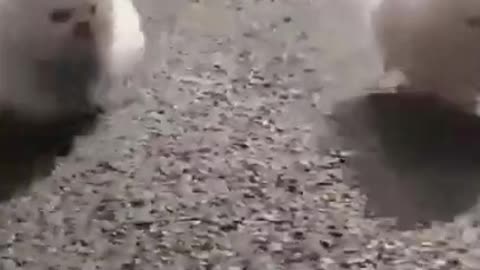 Funny Race of Two Cute Puppies #shorts #viral #shortsvideo #video