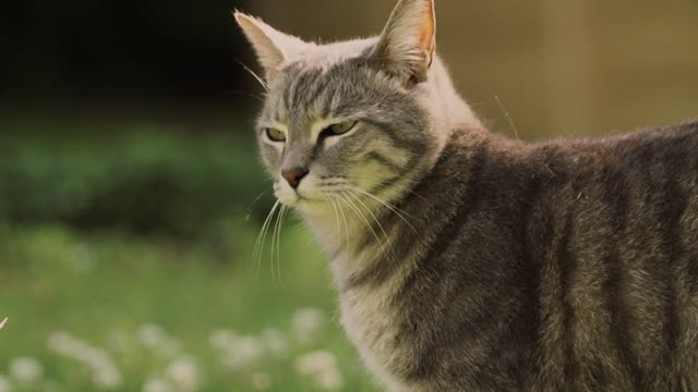Cute Cat