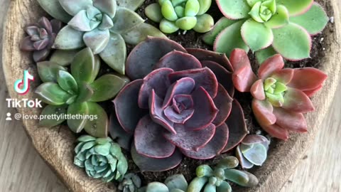 Happy Succulent