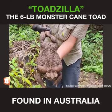 Huge toadie