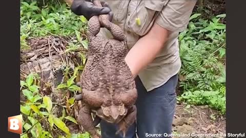 Huge toadie