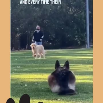 Heartwarming Story about Dog Ep.6_3 #shorts #dog #ShikyFAV