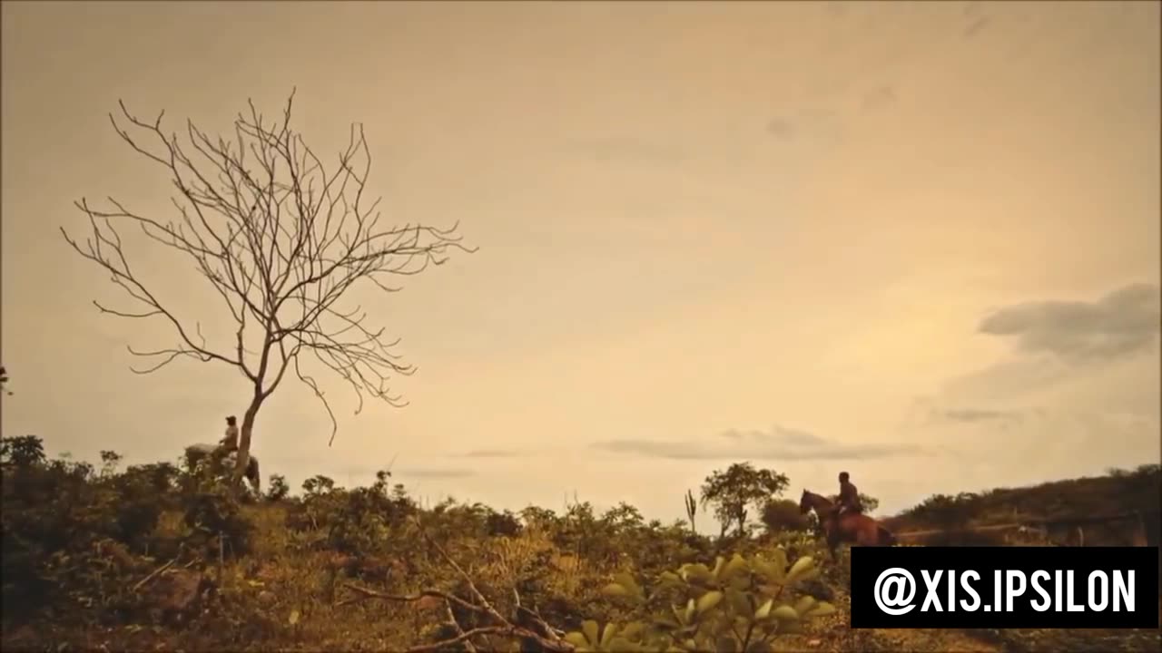 Bull magpie in northeastern sertão, brazil 🇧🇷