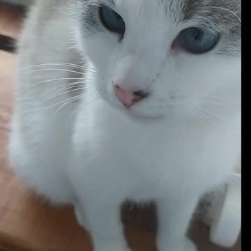 Enola, my cat, helps me choose pictures for illustrations. 😻😸😺