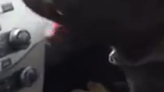 Puppy Experiences Air Conditioning for First Time