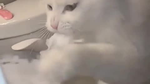 Funny cat