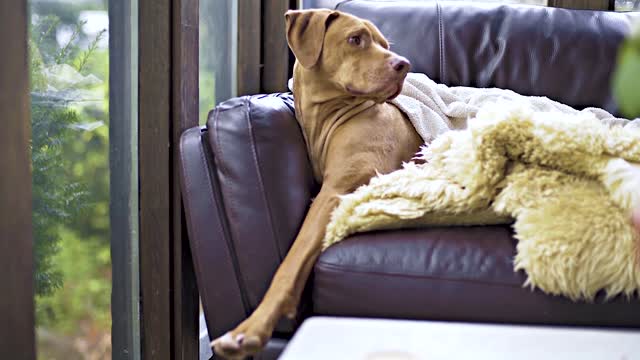 A Large Breed Dog Relaxing On A Sofa