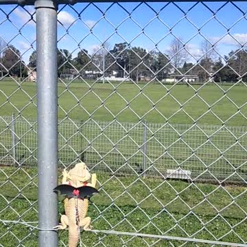 Bearded Dragon Basking on wire fence
