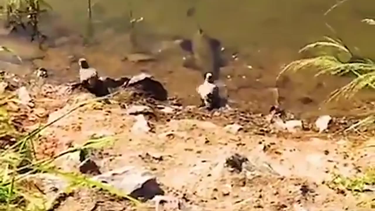 Have you seen fish is hunting a bird - its amazing- watch the video and comment