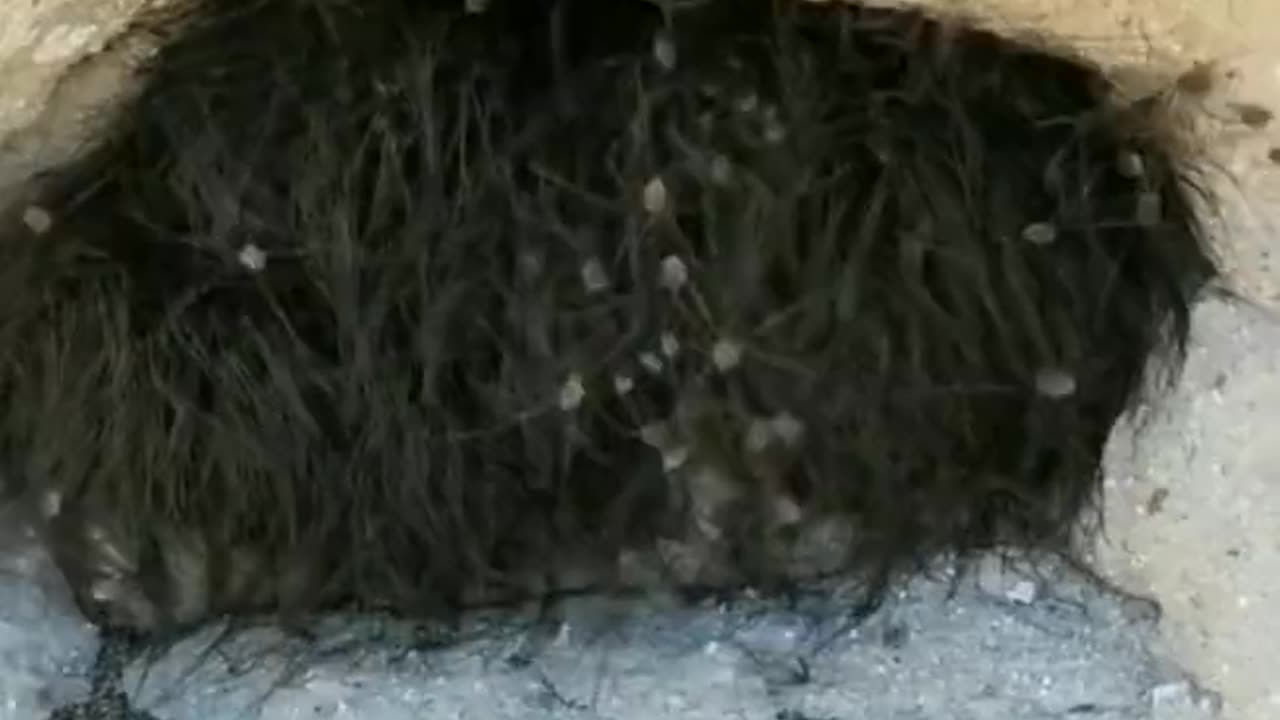 That Isn't Grass Or Moss