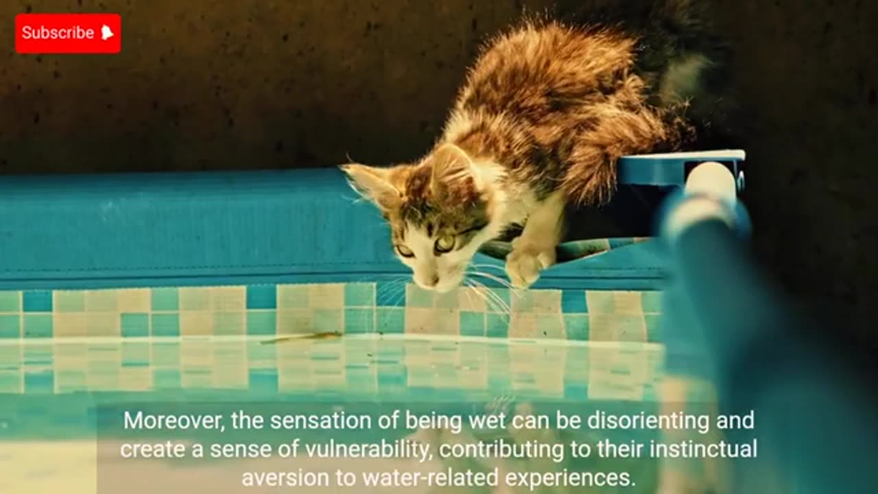 Why cats are afraid of water?