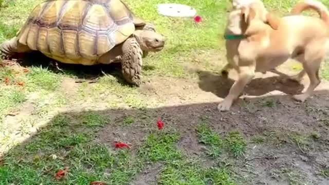 Dog and his little turtle friend 🐢🐶