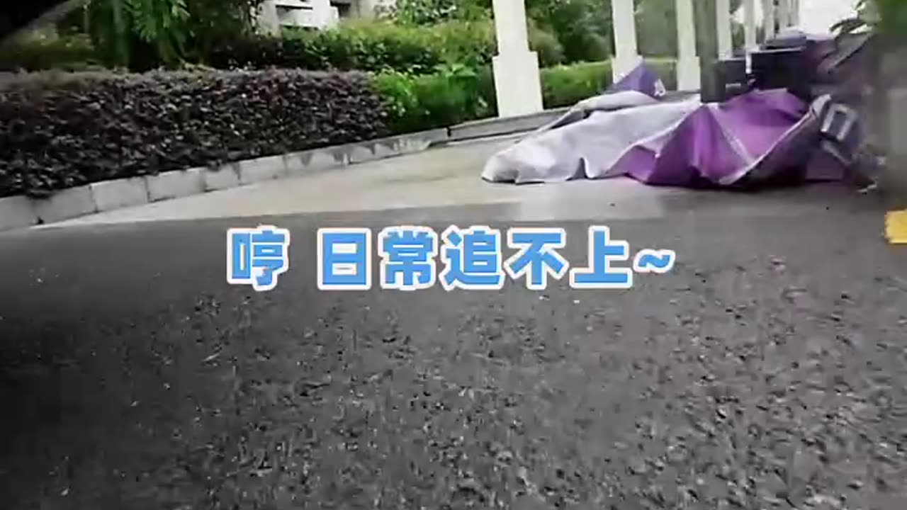 dash cam cat fight