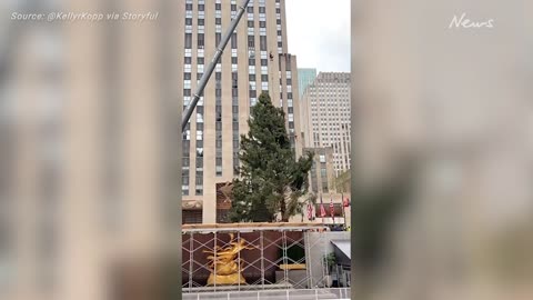 Timelapse Shows Rockefeller Tree Lifted Into Place in NYC