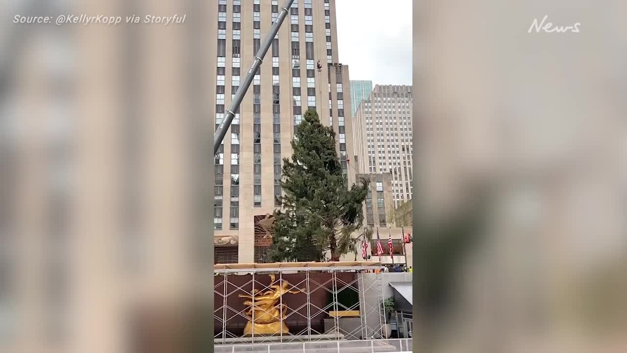 Timelapse Shows Rockefeller Tree Lifted Into Place in NYC