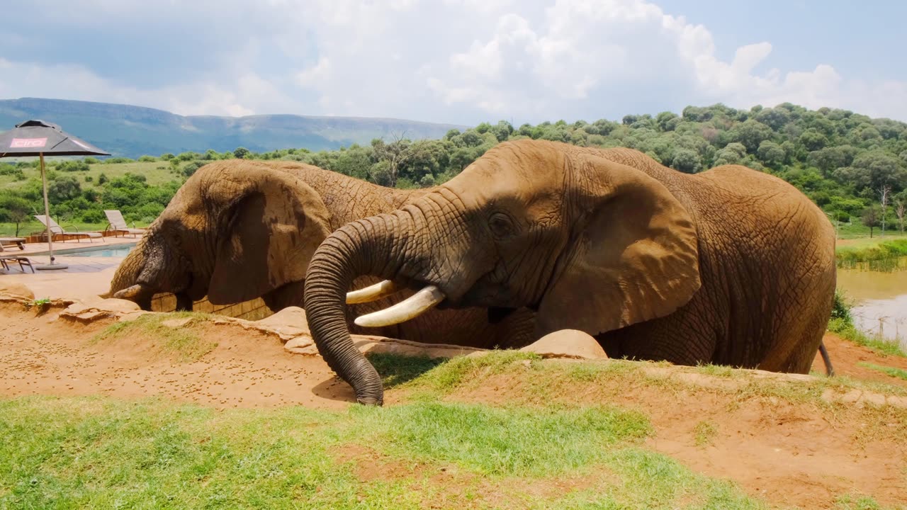 A man Feeding Elephant - Beautiful Wild Elephant