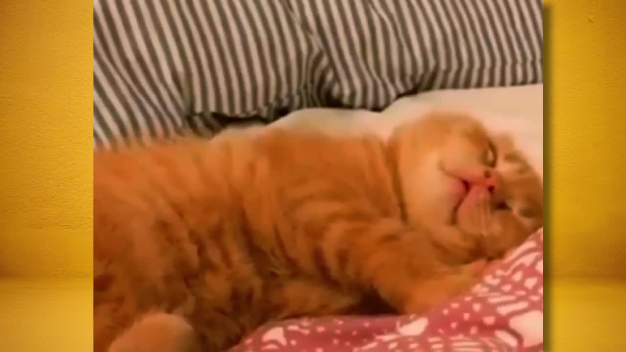 cute kitten talking in sleep