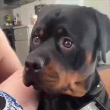 lol First day at doggy darecare