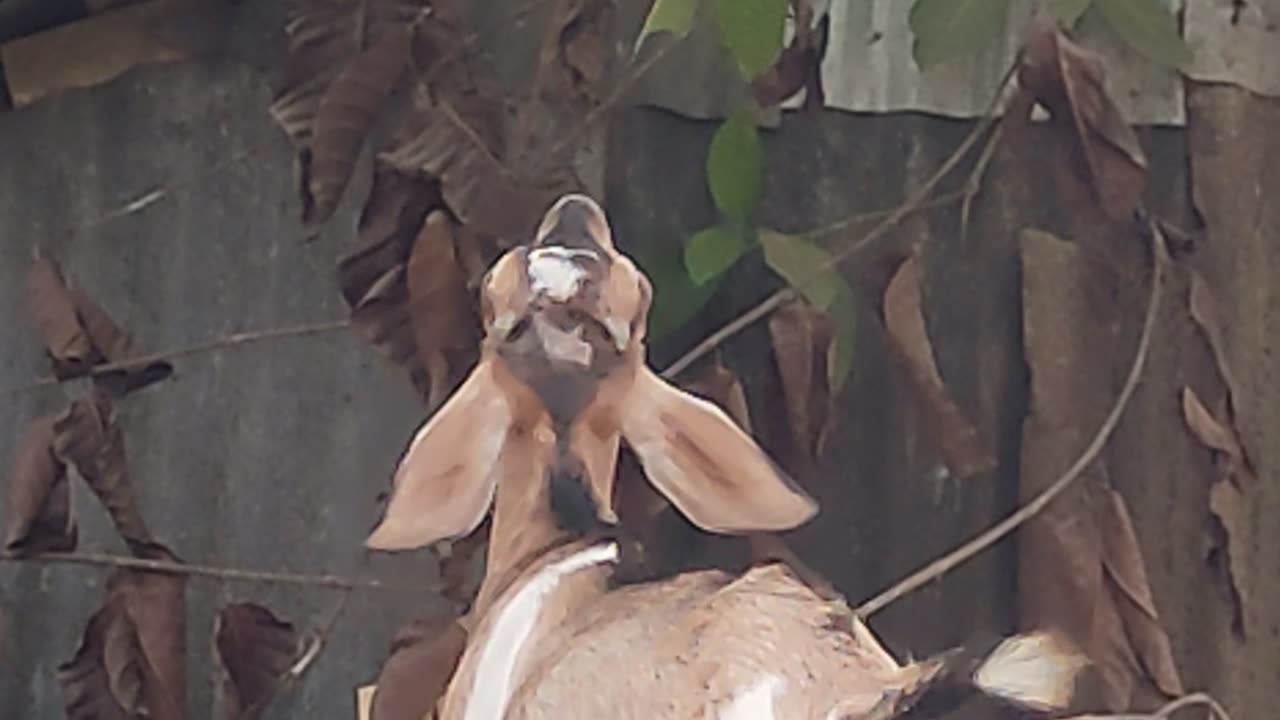 Goat eating leaf with jumping