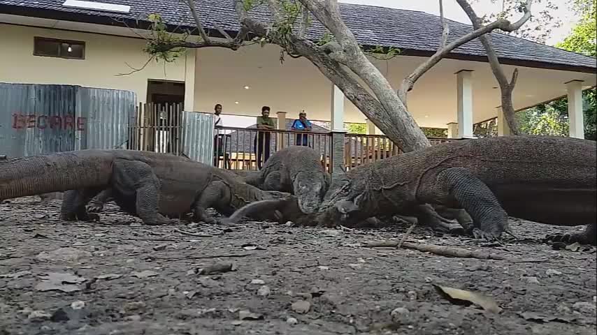 Komodo Dragons catch monkey for their lunch