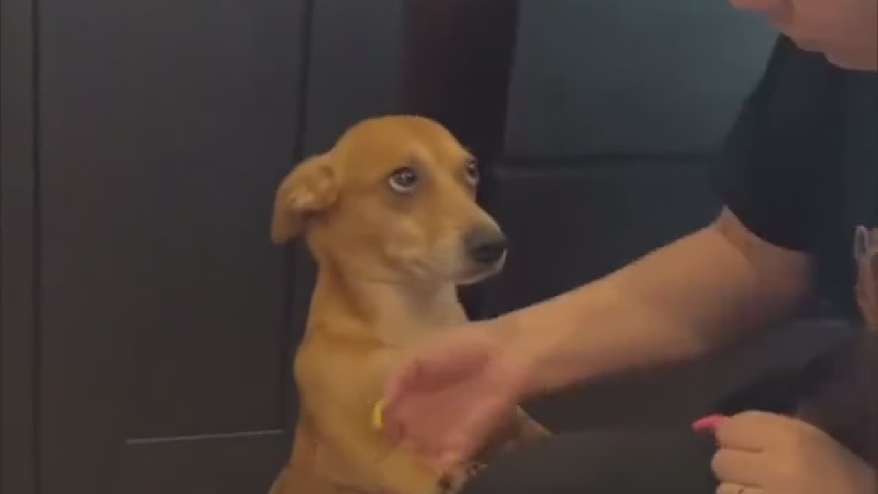 Dog is not sure for a handshake