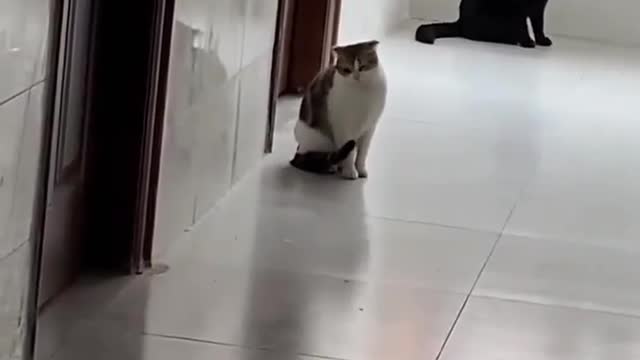 Funny Animal Funny Cat