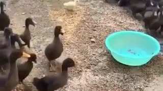 When you feel left alone 🦆