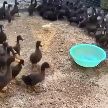 When you feel left alone 🦆