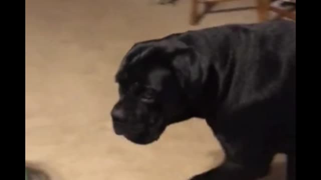 Dog Short Video ll #Short