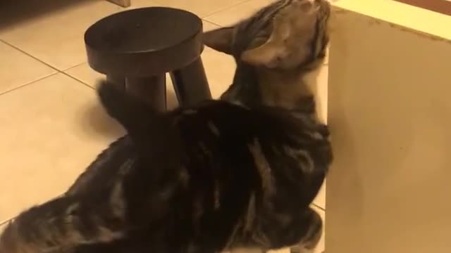 FUNNY CAT