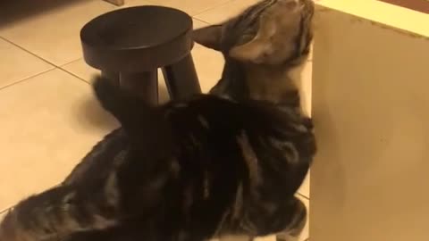 FUNNY CAT