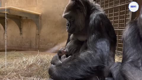 Zoo celebrates birth of critically endangered baby gorilla