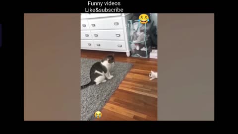 Funny animal videos
