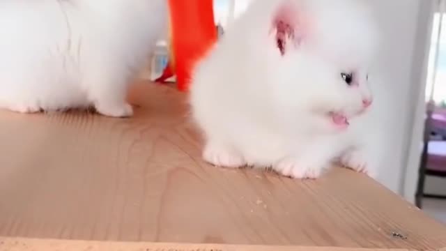 Marshmallow Munchkin Kittens So Cute It Hurts!