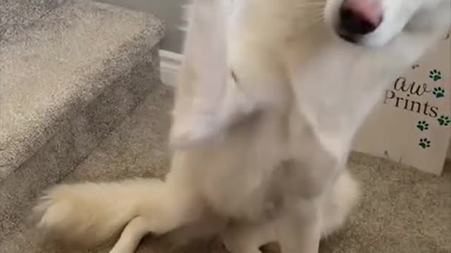 Super Funny Dog Videos