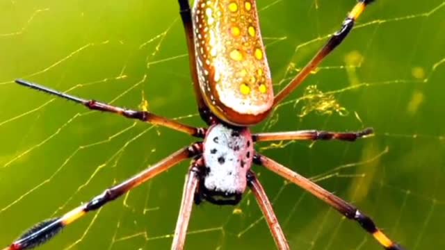 2000 bce dangerous😱 Spider 🕷__#mythology #shorts #viral